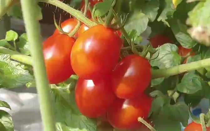 小番茄是什么植物？