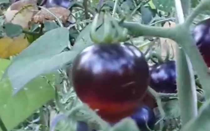 黑番茄是什么植物？
