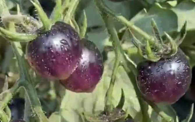 黑珍珠番茄是什么植物？