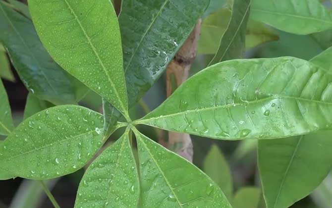 招财树是什么植物？