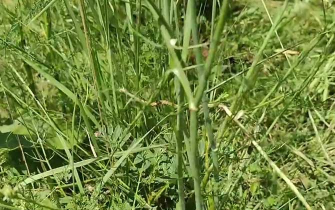 防风是什么植物？