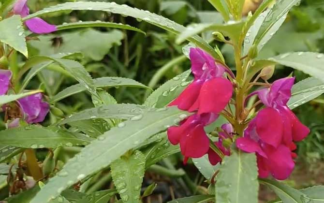 凤仙花是什么植物？