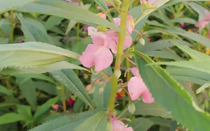 凤仙花种子怎么种植？