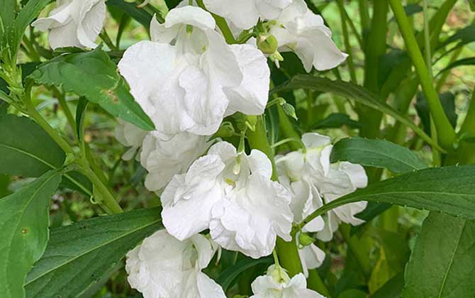 白凤仙花是什么植物？