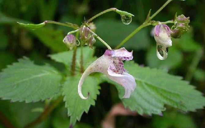 野凤仙花是什么植物？