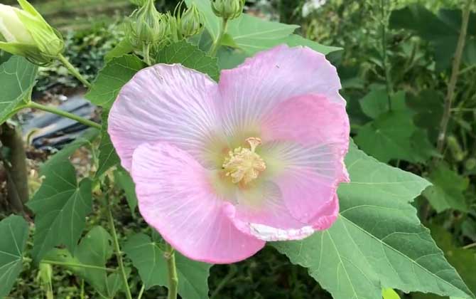 芙蓉花什么时候开花？