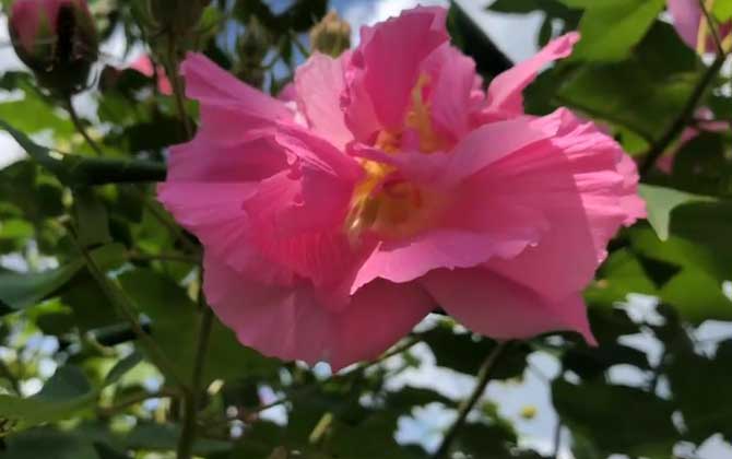 木芙蓉是什么植物？