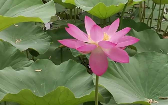 水芙蓉是什么植物？