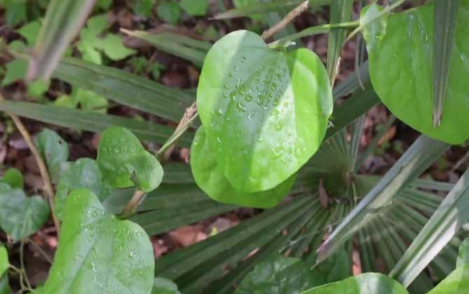 防己是什么植物？