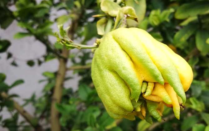 佛手柑是什么植物？