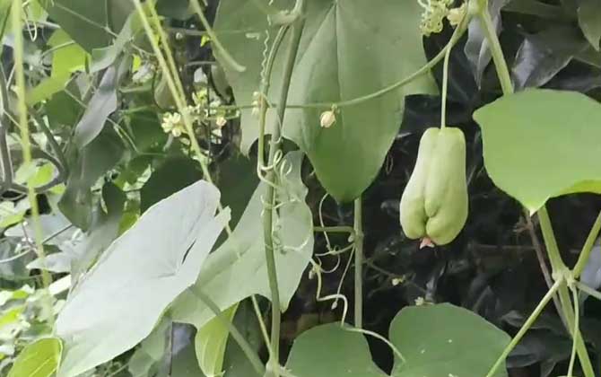 佛手瓜是什么植物？