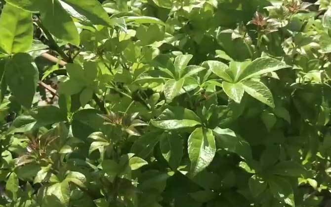 五角枫是什么植物？