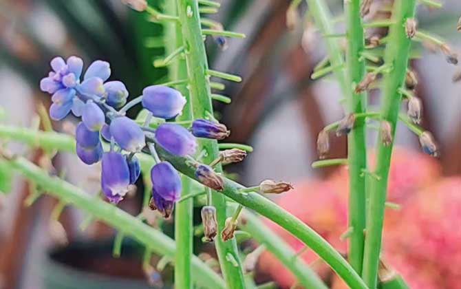 葡萄风信子是什么植物？