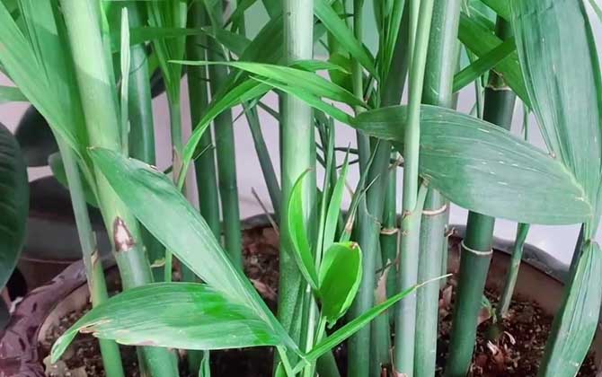 凤尾竹是什么植物？