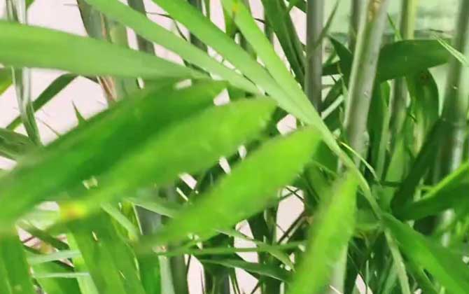 凤尾竹的养殖方法和注意事项
