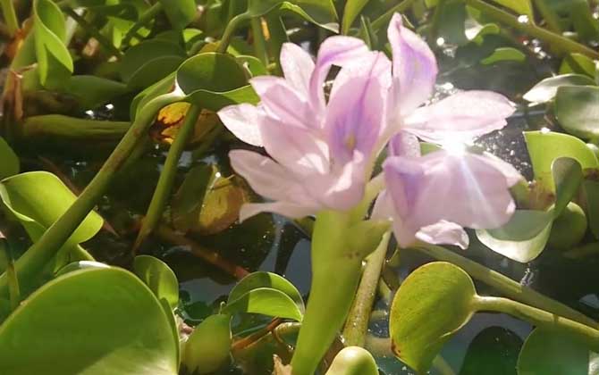 凤眼莲是什么植物？