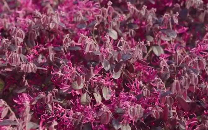 红花檵木是什么植物？