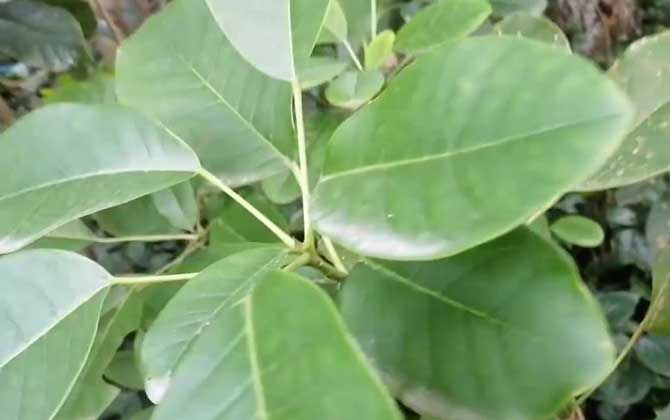 牛耳枫是什么植物？