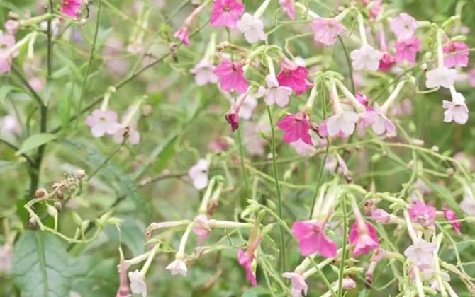 花烟草是什么植物？