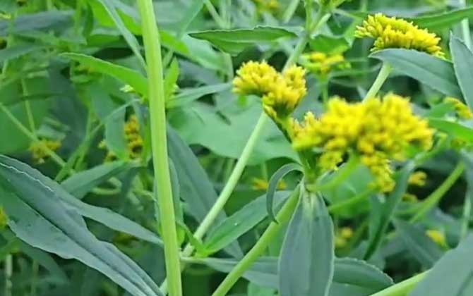 黄顶菊是什么植物？