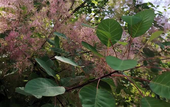 黄栌是什么植物？