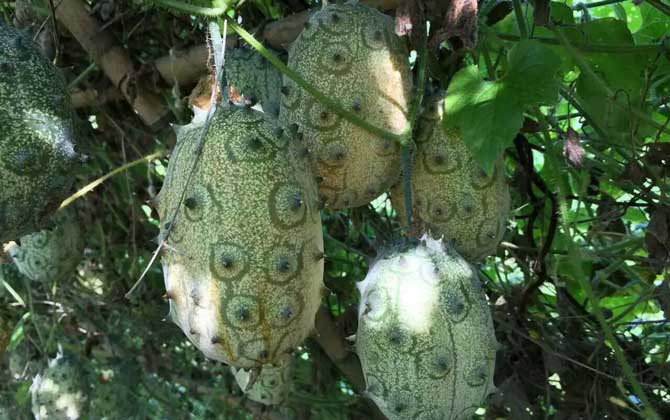 火参果是什么植物？