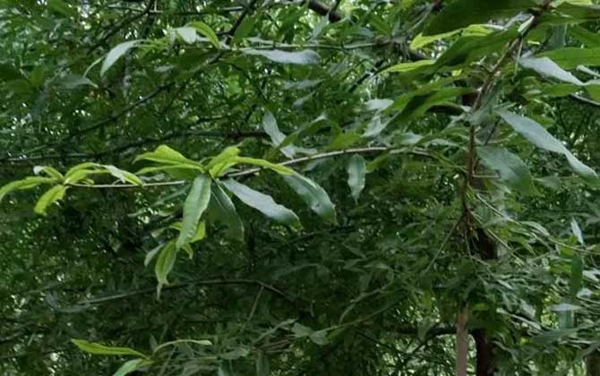 柳栎是什么植物？