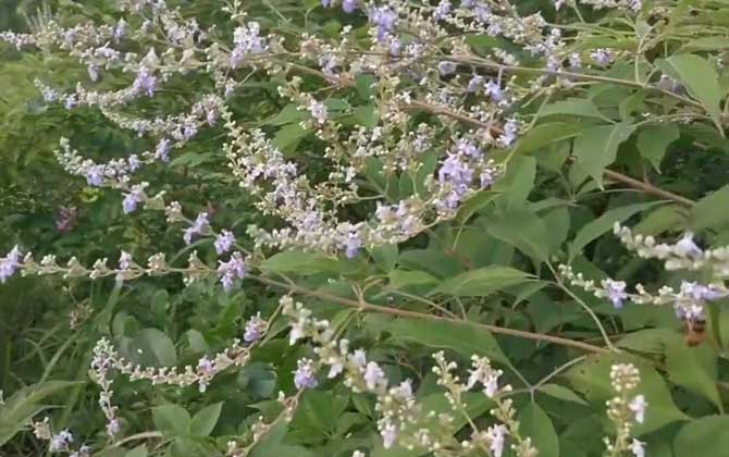 荆条是什么植物？