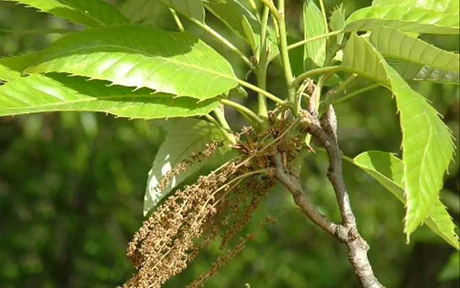 麻栎是什么植物？