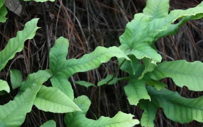 七星草是什么植物？