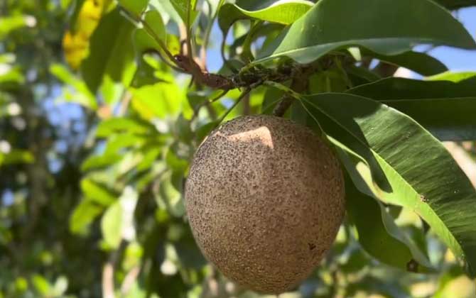 人心果是什么植物？