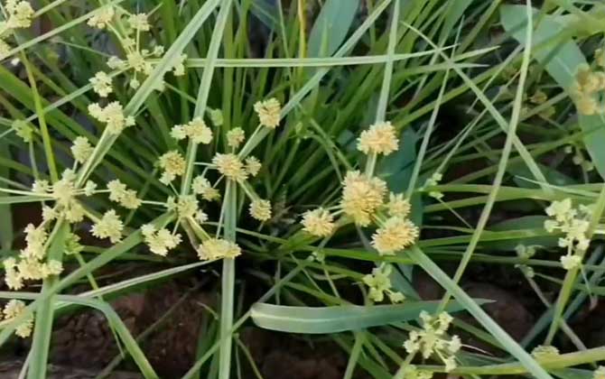 三棱草是什么植物？