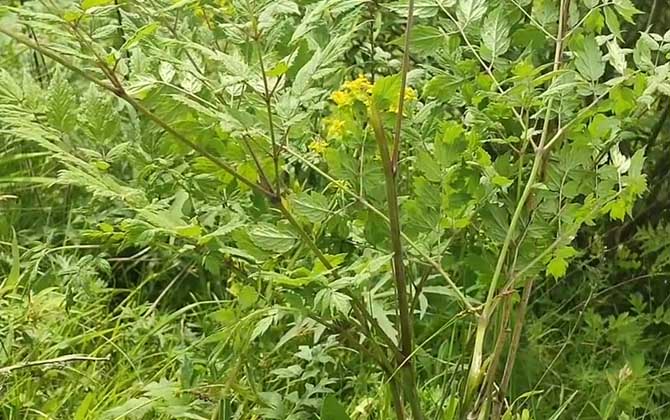 升麻是什么植物？