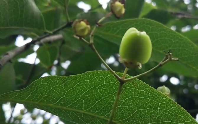 卫矛是什么植物？