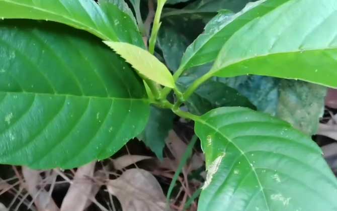 锡叶藤是什么植物？