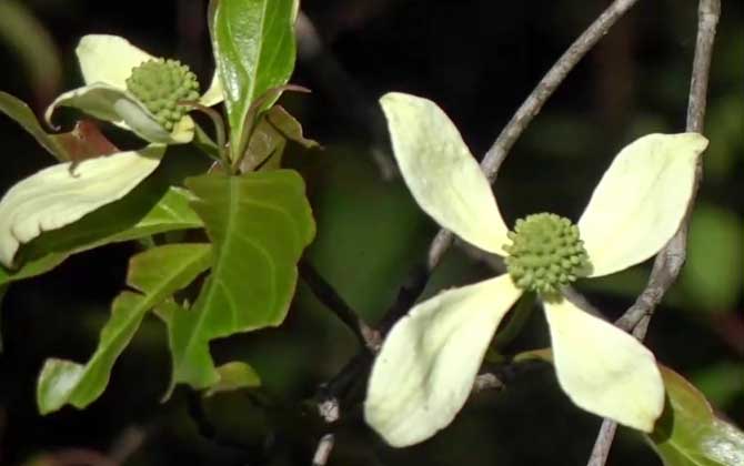 四照花是什么植物？