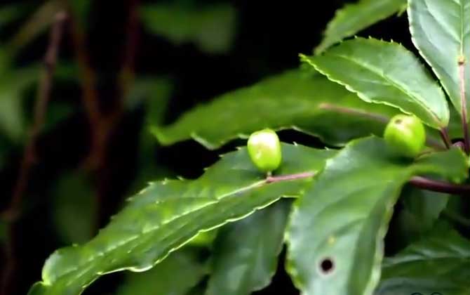 叶上珠是什么植物？