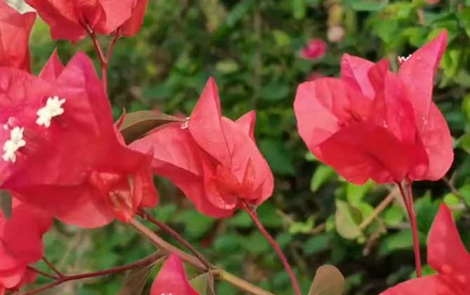 叶子花是什么植物？