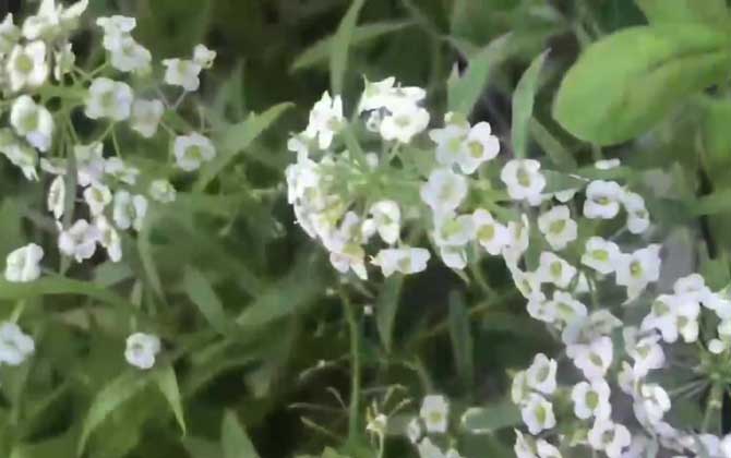 香雪球是什么植物？