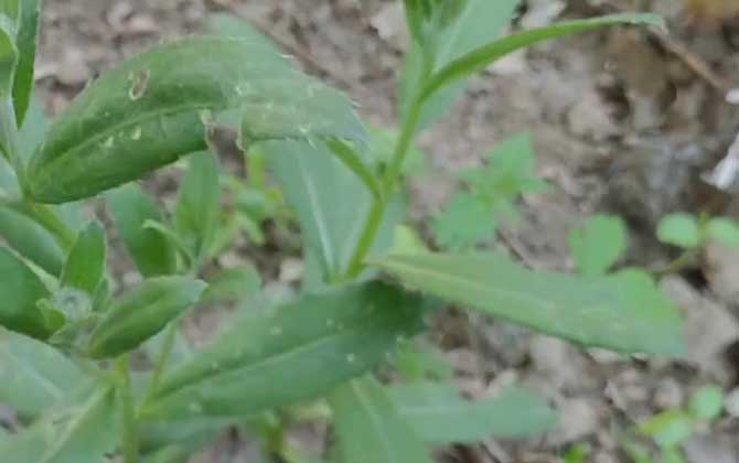 小蓟是什么植物？