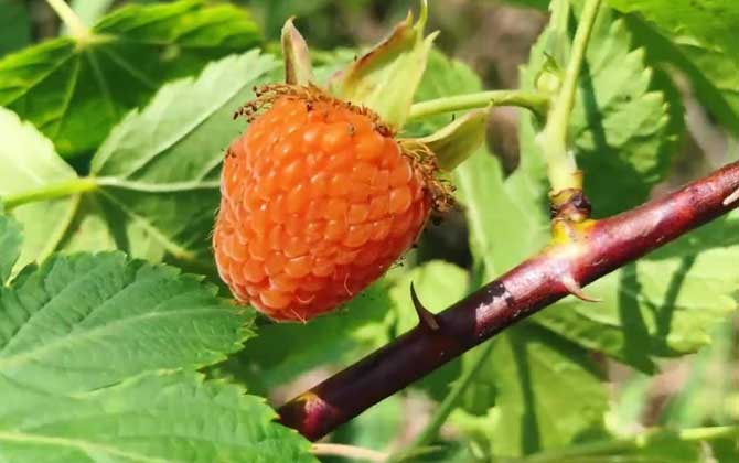 覆盆子种植技术及病害防治