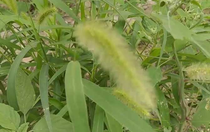 狗尾巴草是什么植物？