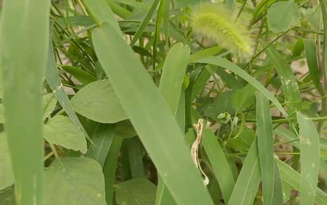 狗尾巴草