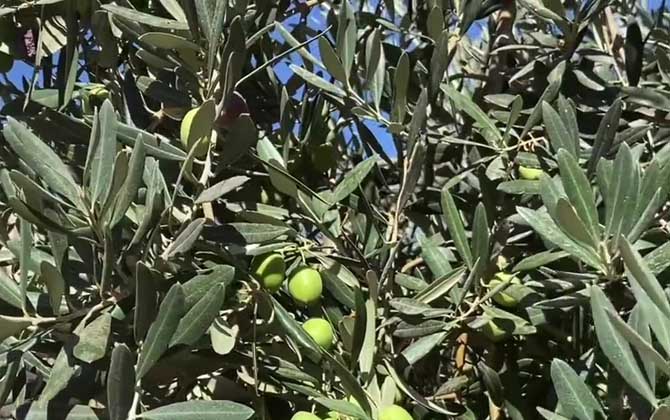 橄榄树是什么植物？