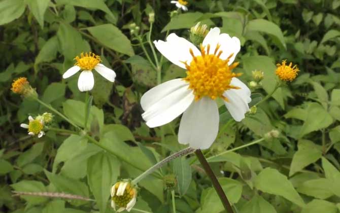 白花鬼针草是什么植物？