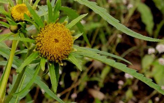 柳叶鬼针草