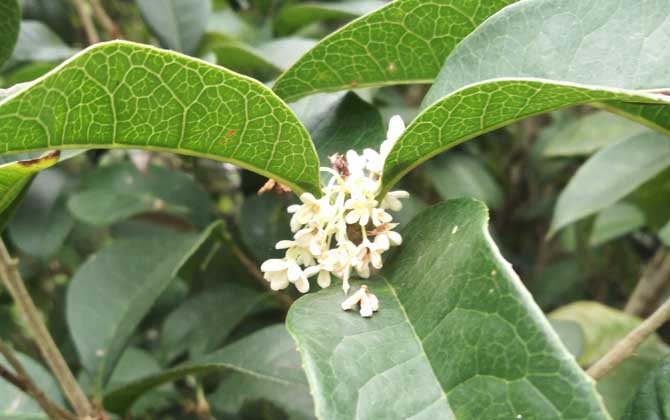 桂花是什么植物？