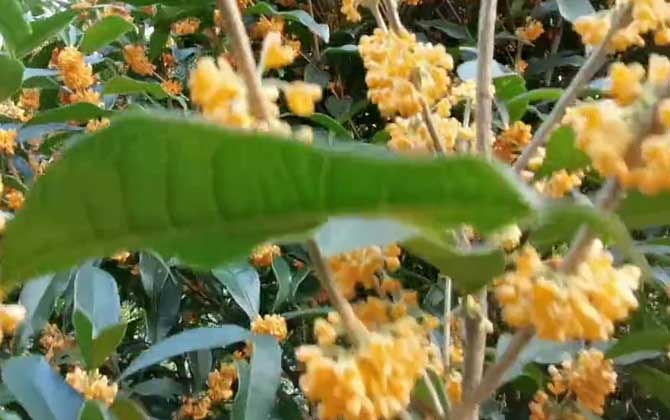 桂花树