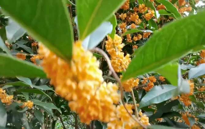 金桂花树种植技术及病害防治