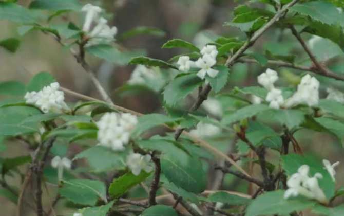 木犀科山桂花